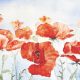 S 204/12 - Sommarstudie