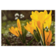 S 504/15 - Sunny side up